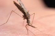 양평군, 일본뇌염·말라리아 모기물림 주의 및 예방접종 권장