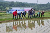 양평군, 친환경농법 쌀 생산을 위한 왕우렁이 방사